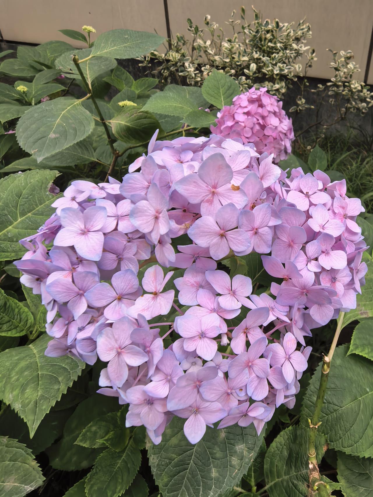 长电科技A股今日走势情况及展望

一、长电科技A股今日盘面剧烈波动，呈现“高开→