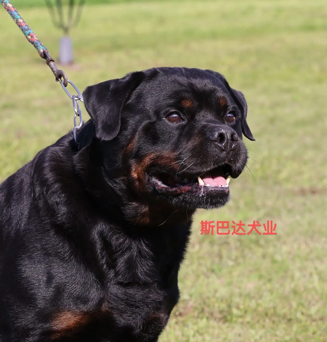 斯巴达犬业的超级种公一S A M 德国登陆冠军 多国登陆冠军IGP3训...