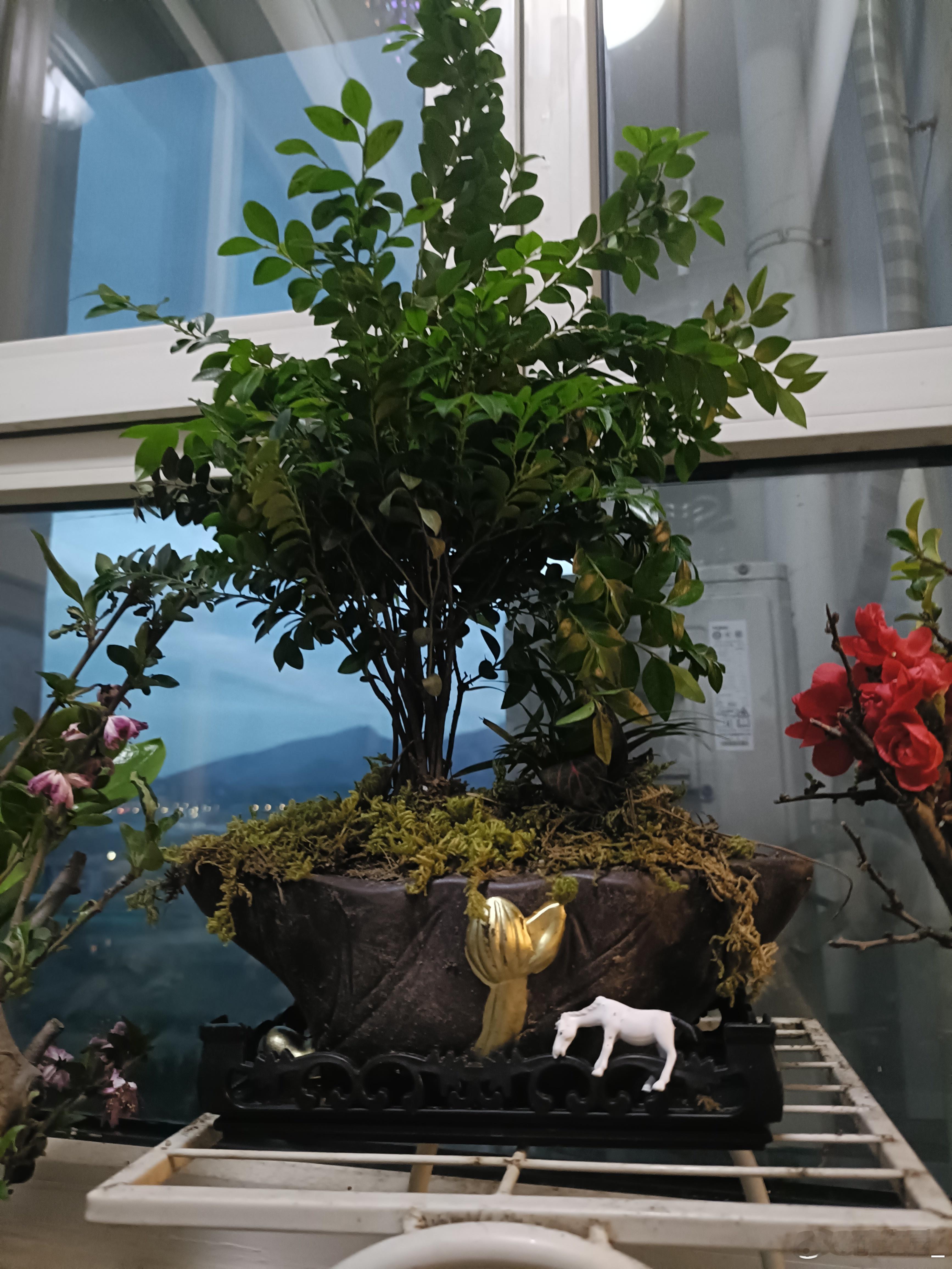 5个盆景，你最喜欢哪一个？ 