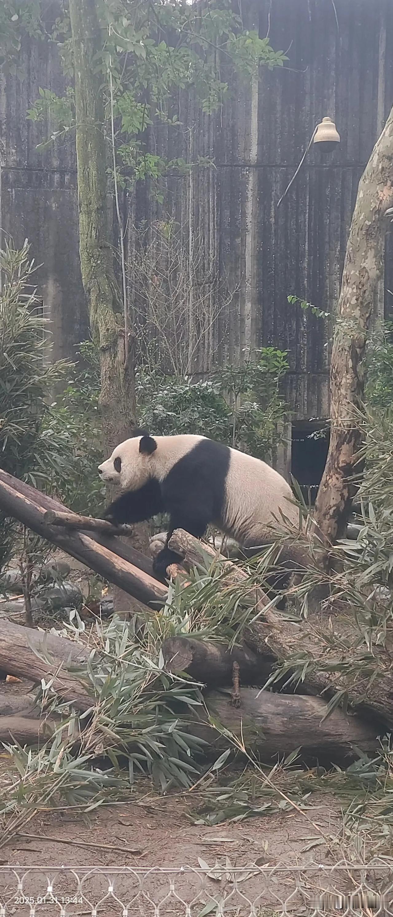 成都大熊猫繁育研究基地，近距离接触熊猫