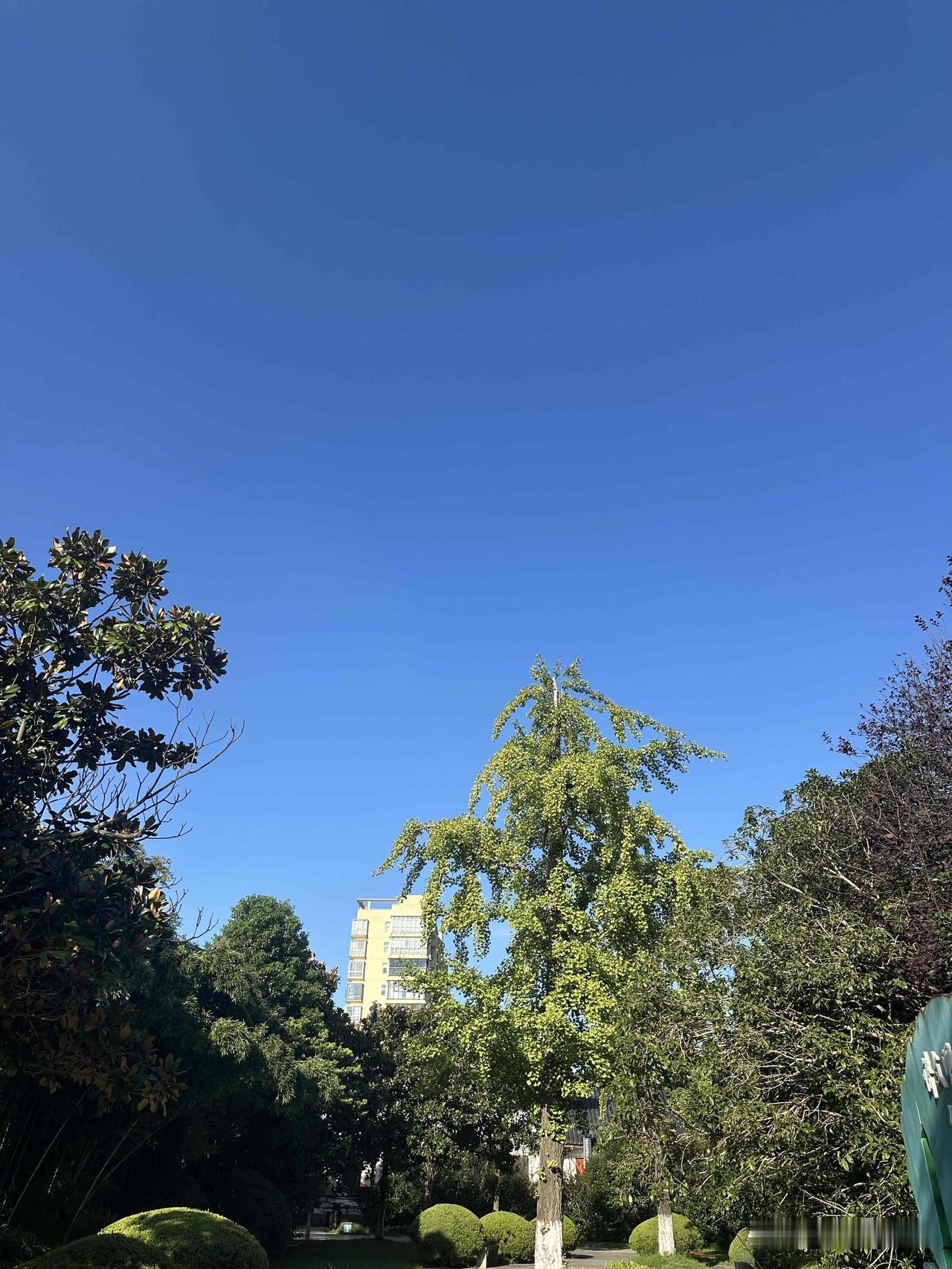 抬眼是澄澈蓝天，一草一木一景，尽享游园的悠然与舒心。