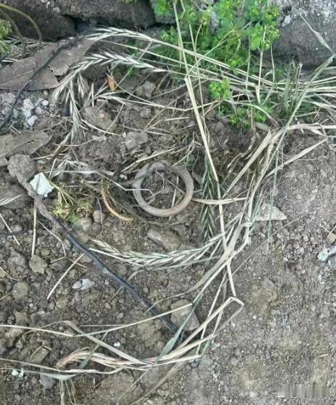 和老爸去外面钓鱼时看到的，大家帮忙看下，这个可以直接拿回家吗？ ​​​