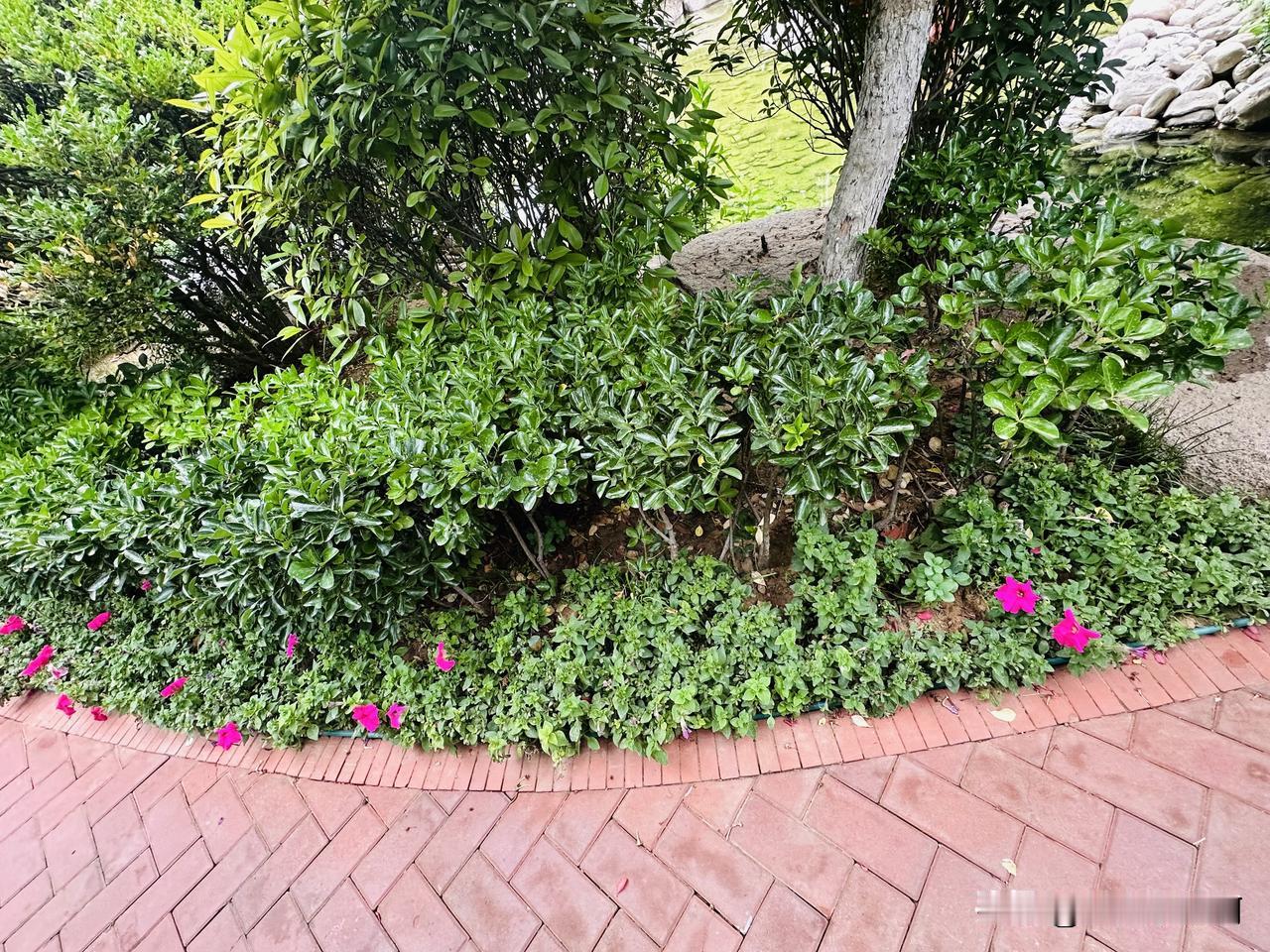 我是真不懂，我想问问大家谁知道这小红喇叭花能吃吗？
看图一又摘光了一片。
本来是
