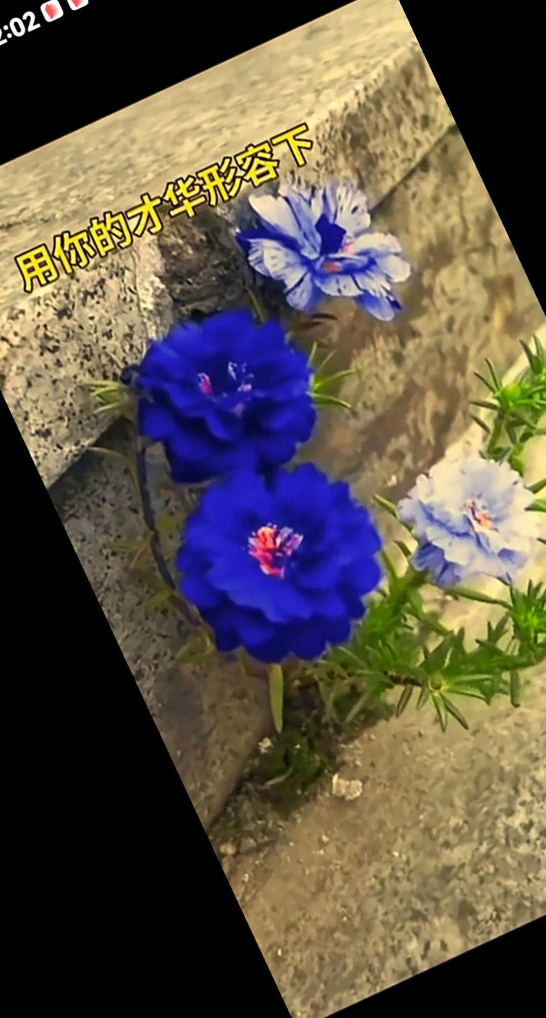       无   题


于方寸容身，

倾全力展放，

穷乡僻壤又如何？
