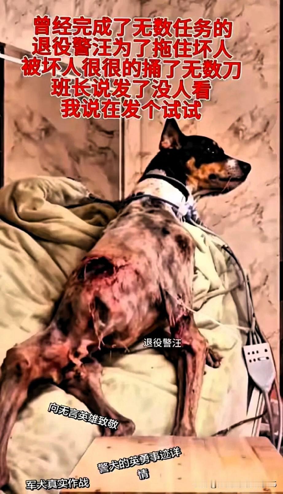 很多人看到可爱的宠物狗，都会忍不住点个赞。可是我们却常常忽视那些保护我们的警犬。