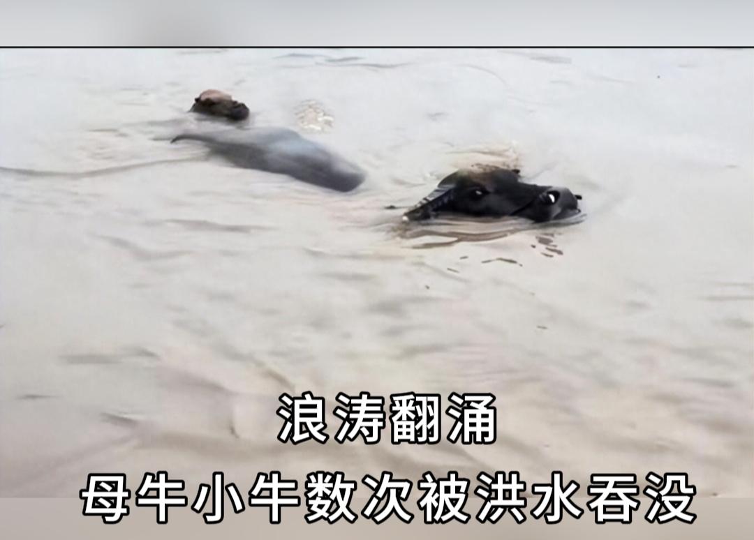 震撼一幕！洪水围困村庄，母牛护着小牛跋涉十里寻主人
 
突发洪水淹没整座村落，村