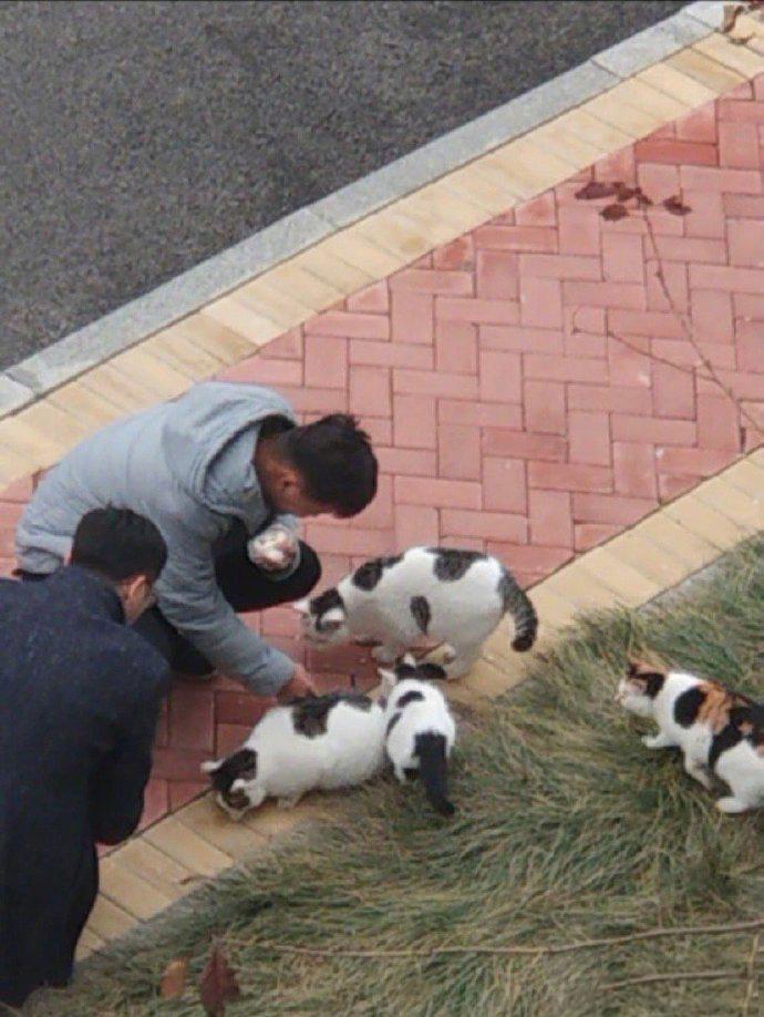 吃百家饭的流浪猫，个头真不小