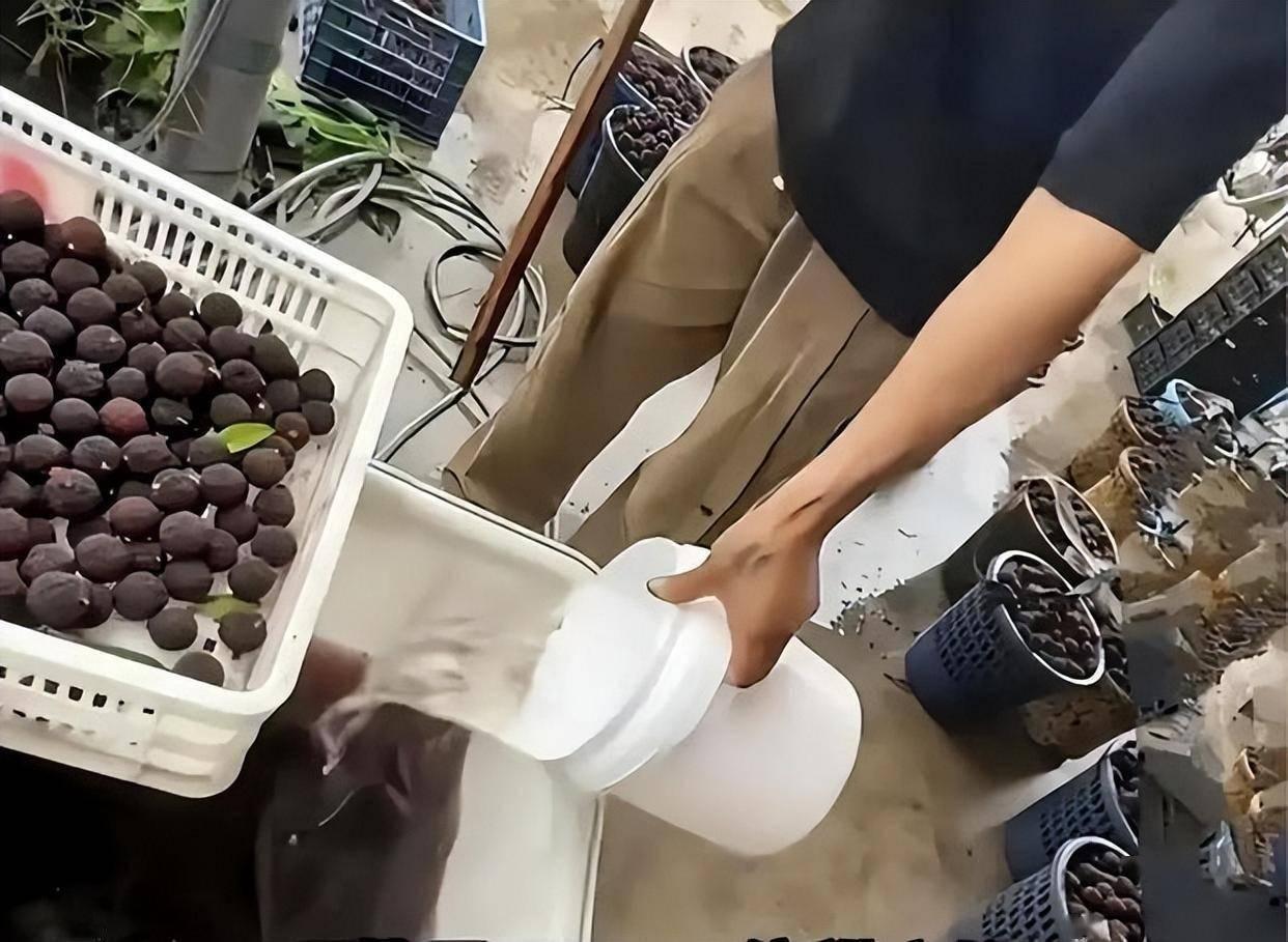 如今杨梅市场乱象真的太普遍，看着就让人心寒。
 
为了多放几天、卖相好看，不少商