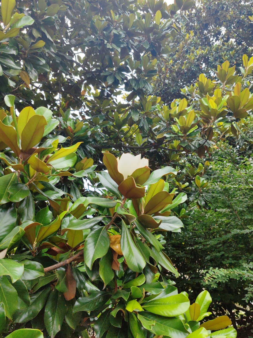 黄灿灿坦言，自己人生的前30年从未像在《乘风》里这么拼过。面对全程直播、全开麦无