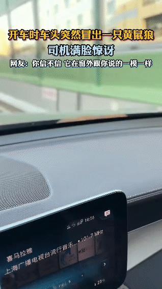 一网友分享开车开得好好的，车头突然冒出一只黄鼠狼，那小脑袋瓜探出来，直勾勾地盯着