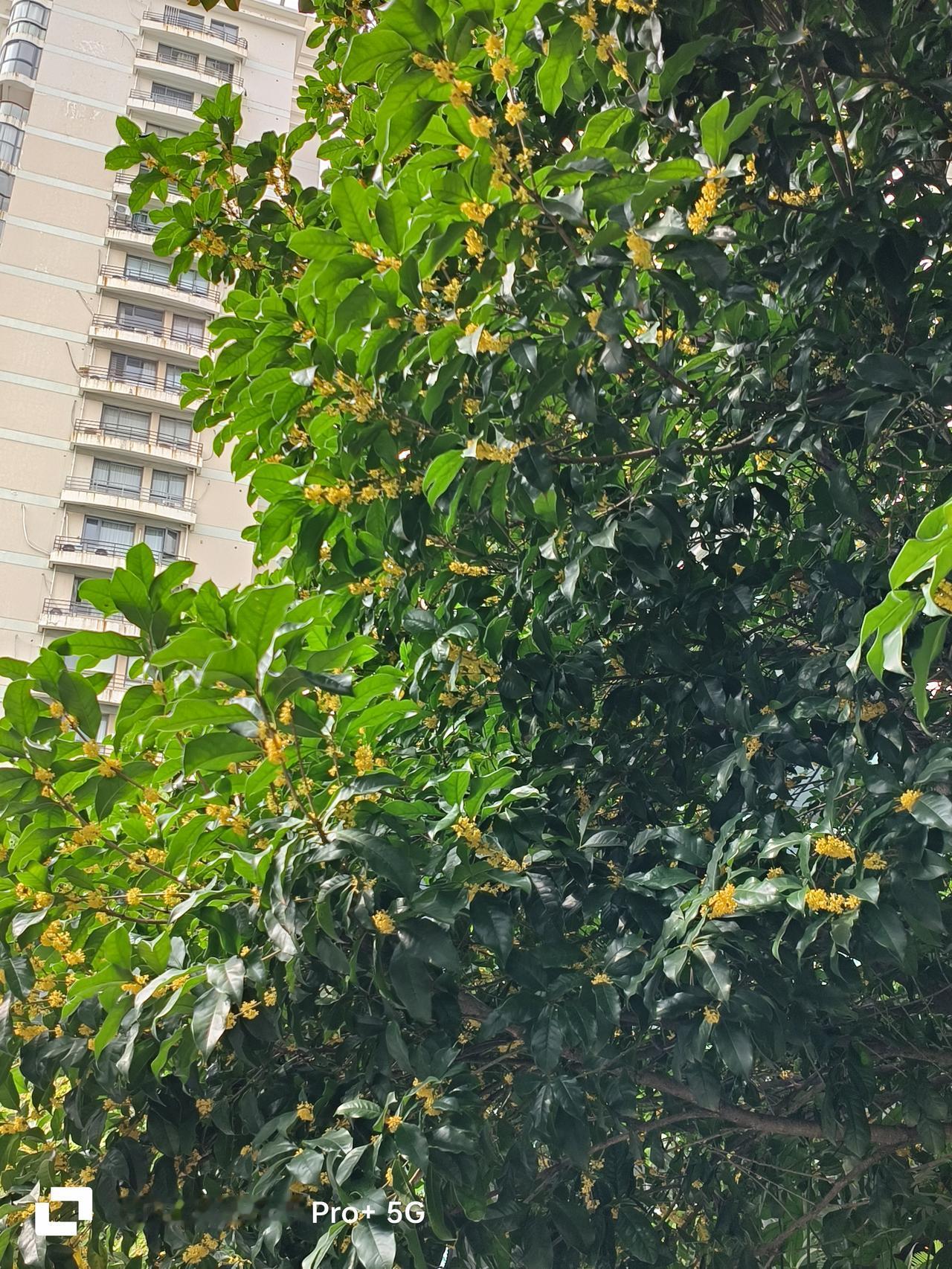 同样的地方，不同的手机📱
不一样的天气，拍出来的照片
也就大不一样啦～[啤酒]