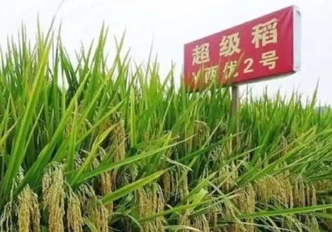 200万粉丝“三农大咖”一夜归零！骂袁隆平“变态”，这嘴是租来的急着还？

家人