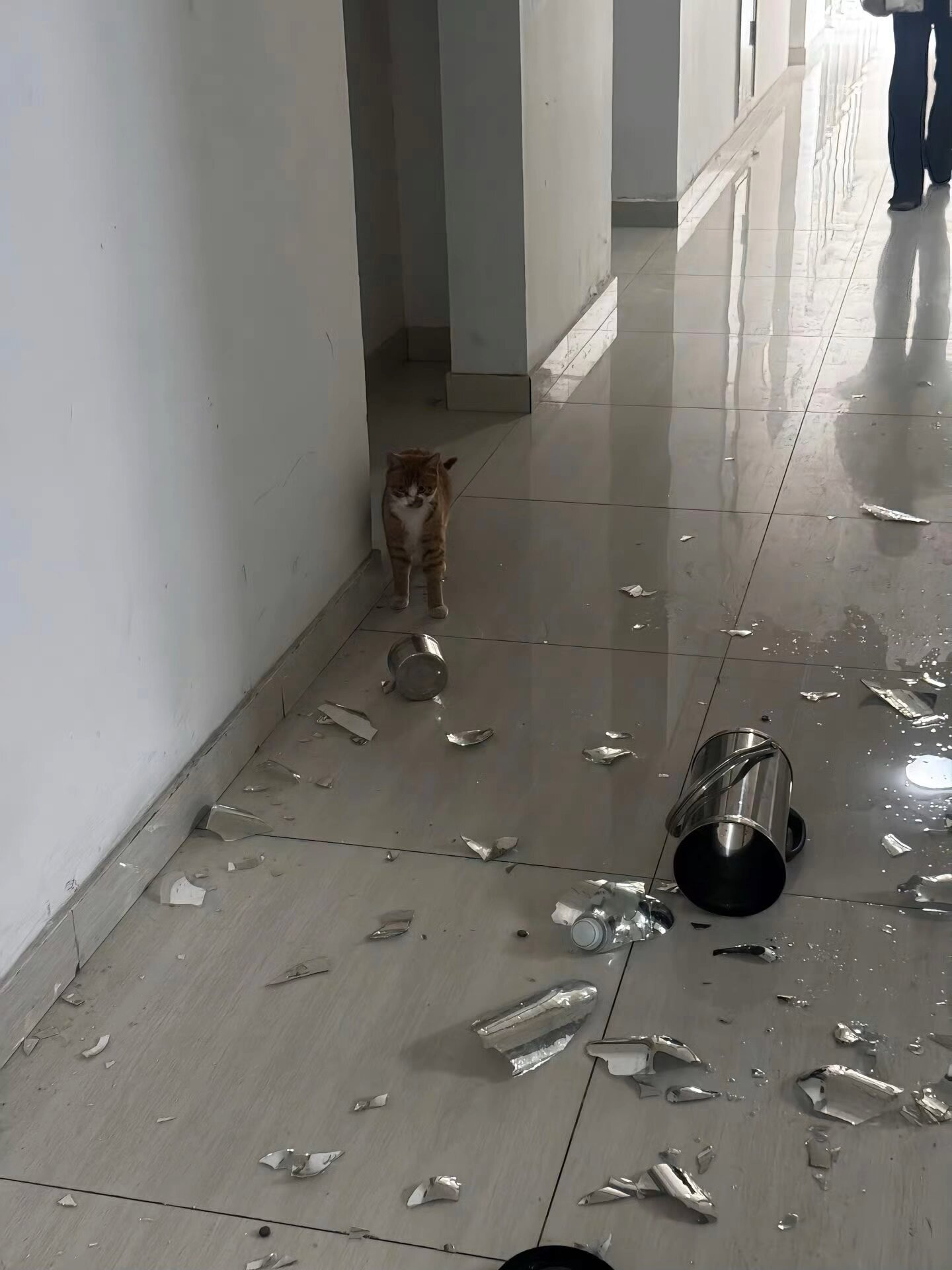谁把小猫的水壶摔坏了[流鼻血] ​​​