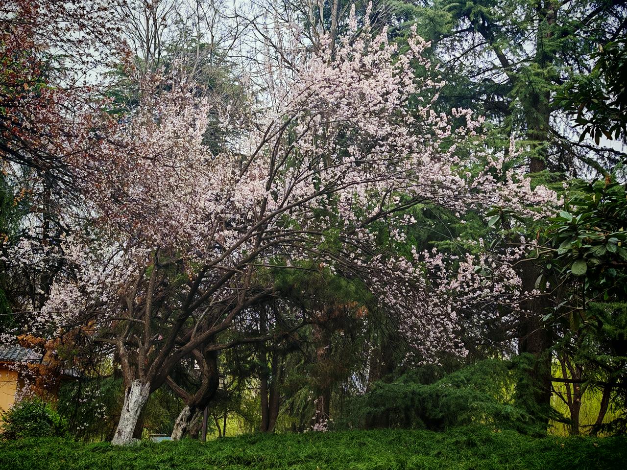 二月二龙抬头，这可是开春的重要传统节日。它源于古人对天象与农耕文化的崇拜，这天苍