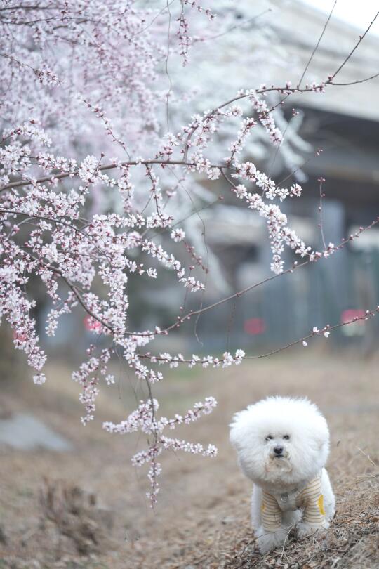 春日限定小狗🌸逆风如解意 容易莫摧残