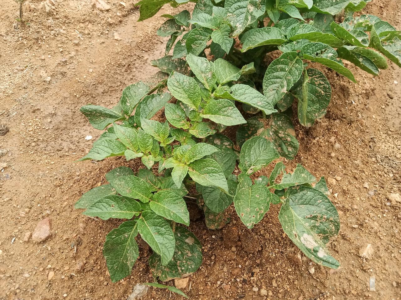 城镇户口考学出来在农村没有地，在城里开启农耕过上史诗般的田园生活，这应该是很多城