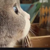小奶泡热聊汽车