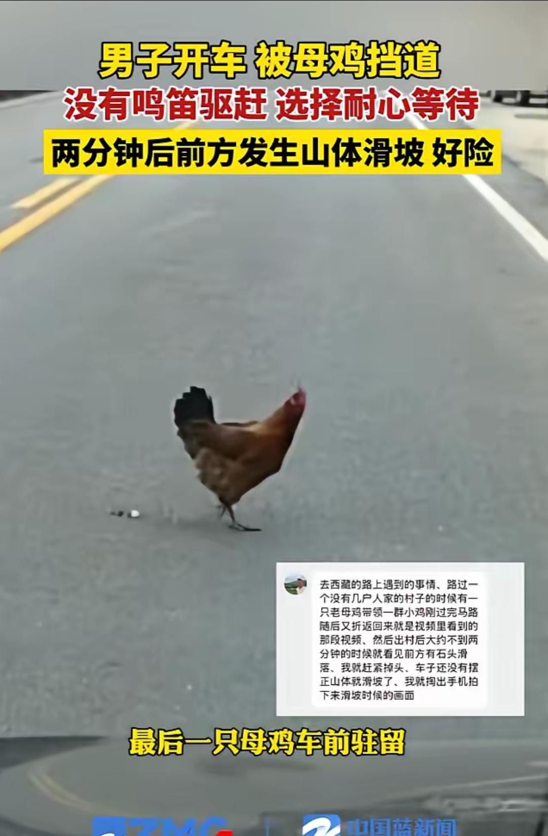 近日西藏，男子驾车路过西藏自治区芒康县，行驶中发现前方有一群小鸡仔正在过马路，男