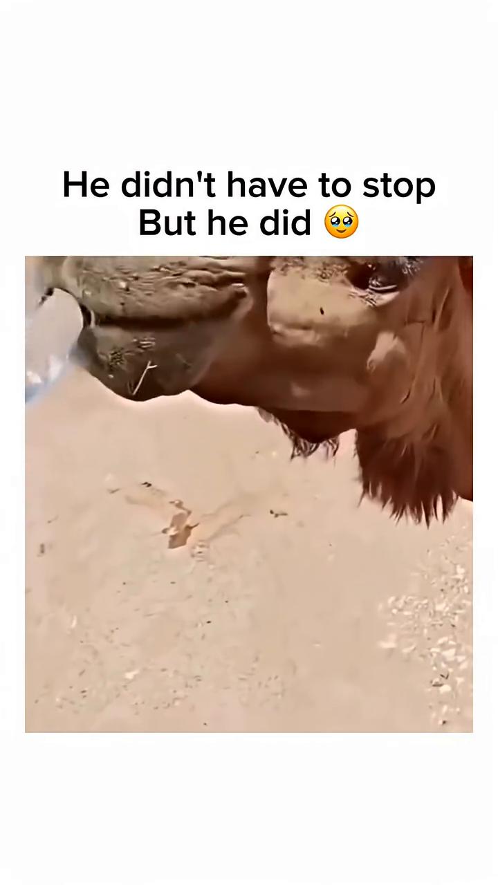 He didn't have to stop，But he did。