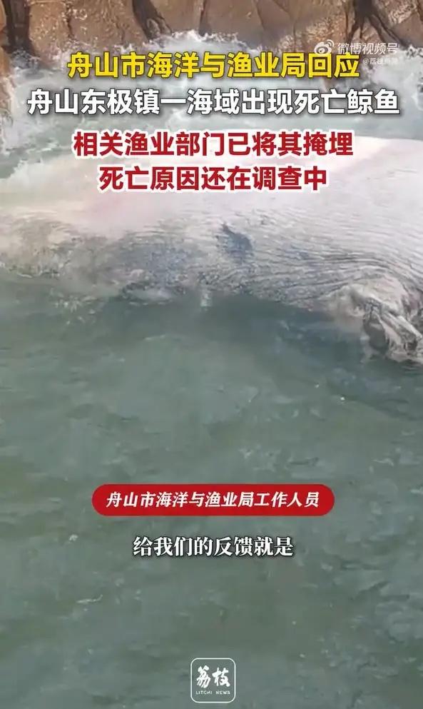 二十多米巨鲸尸体惊现舟山海面！肚子朝上、肠子外露，目击者：被海浪冲进码头……
