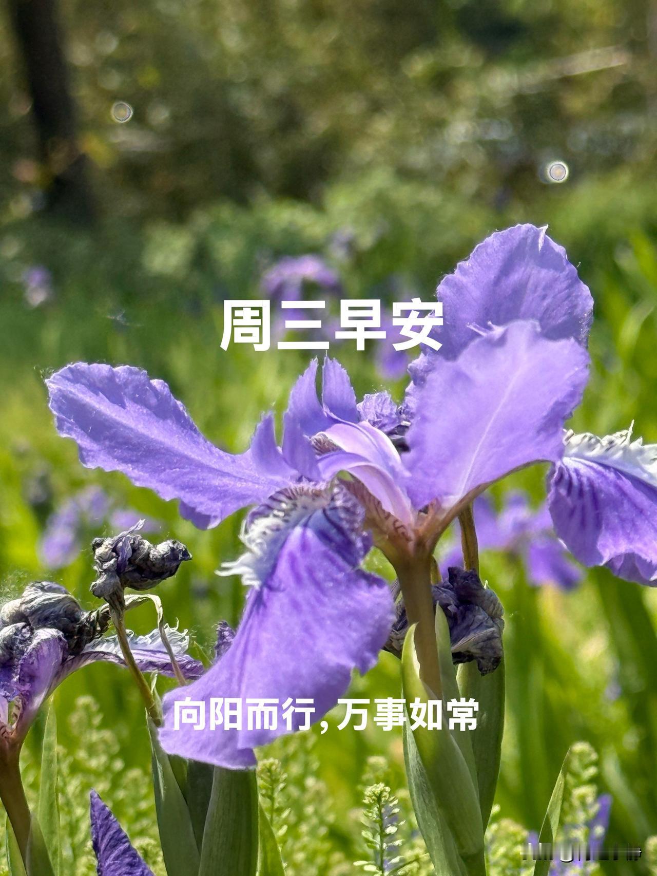 🪷²⁰²⁶/₀₅.₀₆ ｜周三早安☕️🍃🍎
立夏已过，初夏温柔启程。
收心