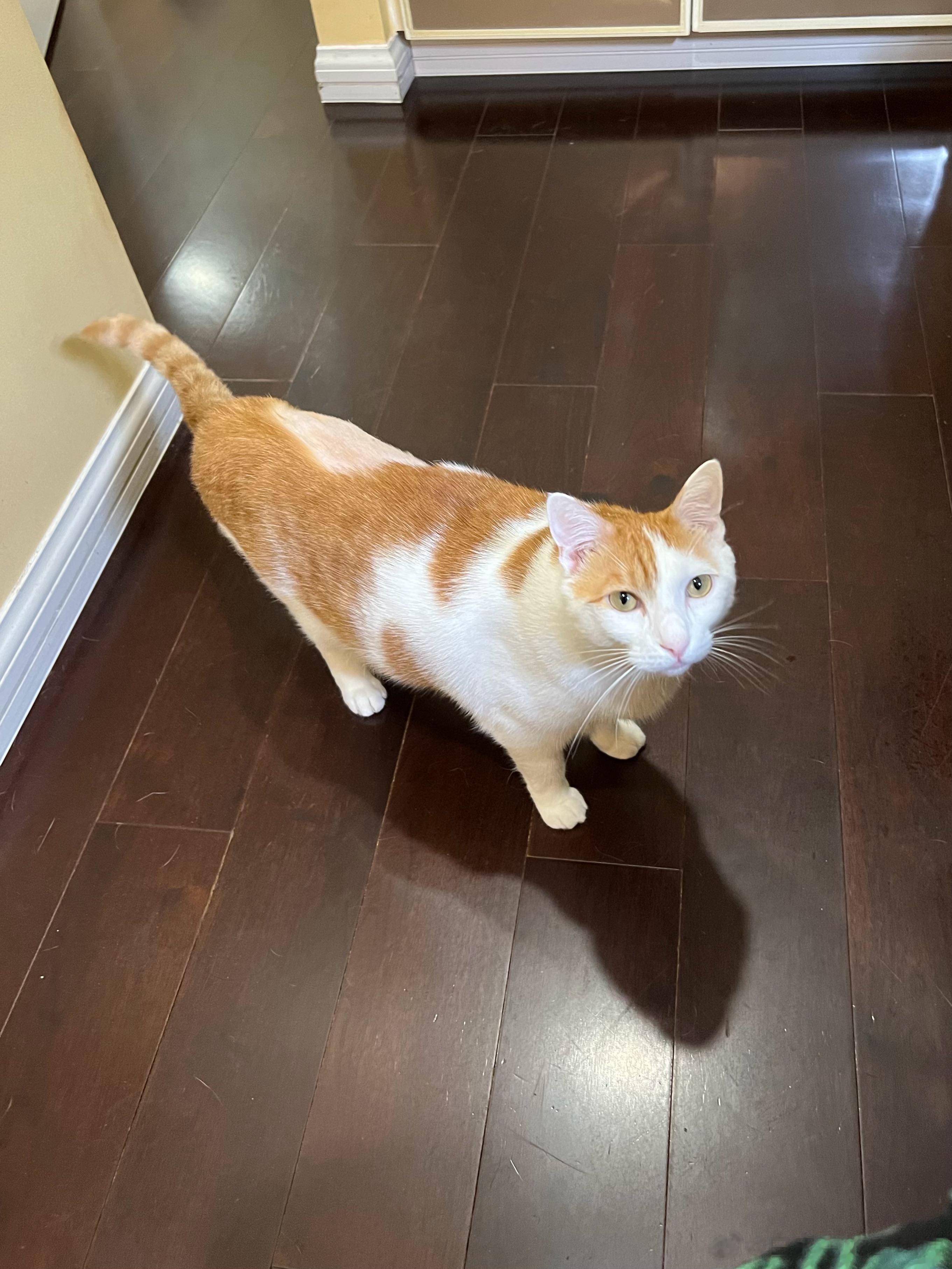 早早早！猴子，就你这点子腮还来跟我谈涨工资？连个腮都保不住你有什么讨价还价的条件