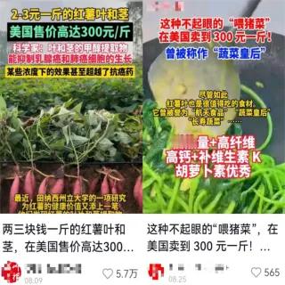 【我吃的红薯叶是用来喂猪的吗？】在很多人的记忆里，家里老人都会说红薯叶是用来“喂