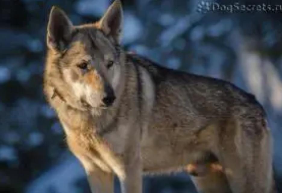 捷克狼犬咬死2岁女童，从动物学角度分析，这根本不是“意外”，而是必然！

河南汝