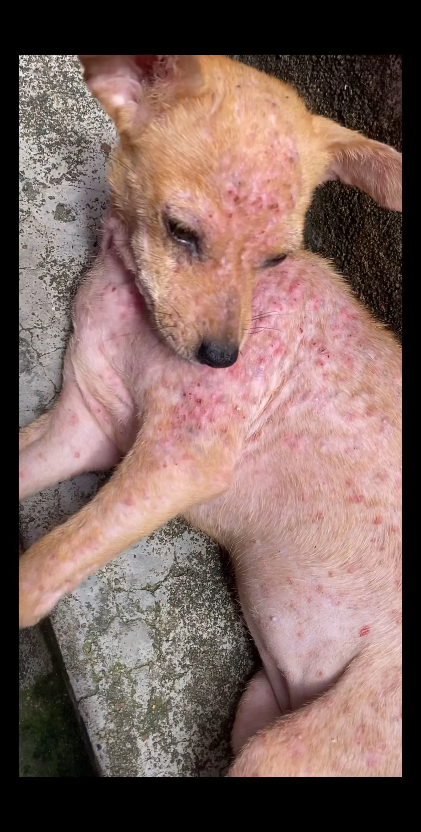 大家还有人记得元元刚来我们家时候的样子吗？他已经跟之前不一样了，药浴我...