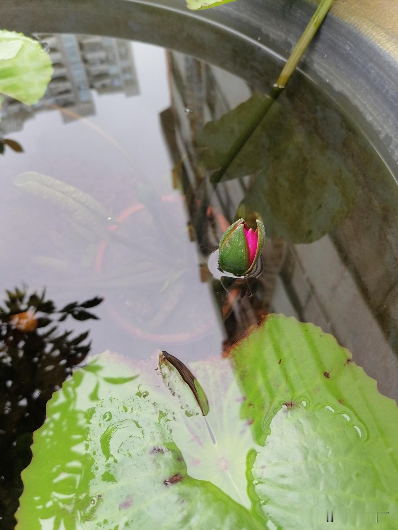 这睡莲还是我叫人家买的。一大缸水，十几条小金鱼，小小的一叶莲养护倒不用操心，还得