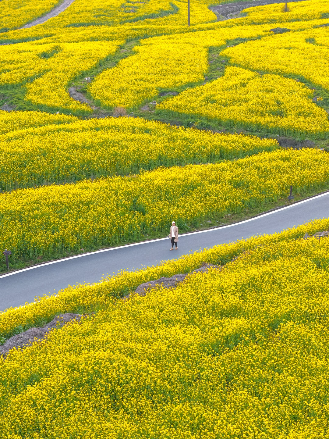 杭州油菜花实拍！田园里的春和景明！