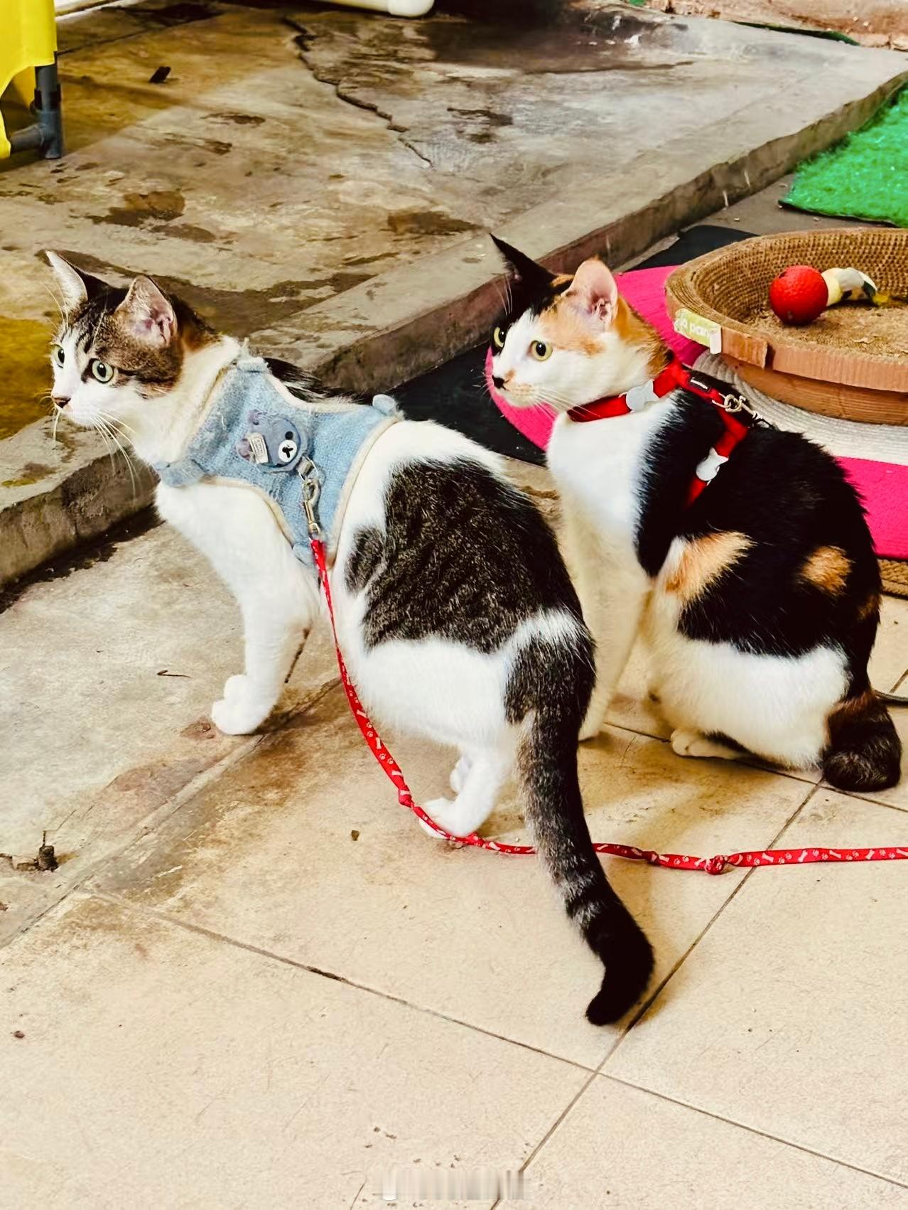 广州领养广州领养[超话]领养猫[超话]  兩隻親人的貓咪，找願意相伴一生的領養家