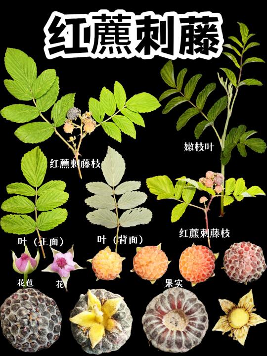 【红藨刺藤】你们去打野这个野果了吗