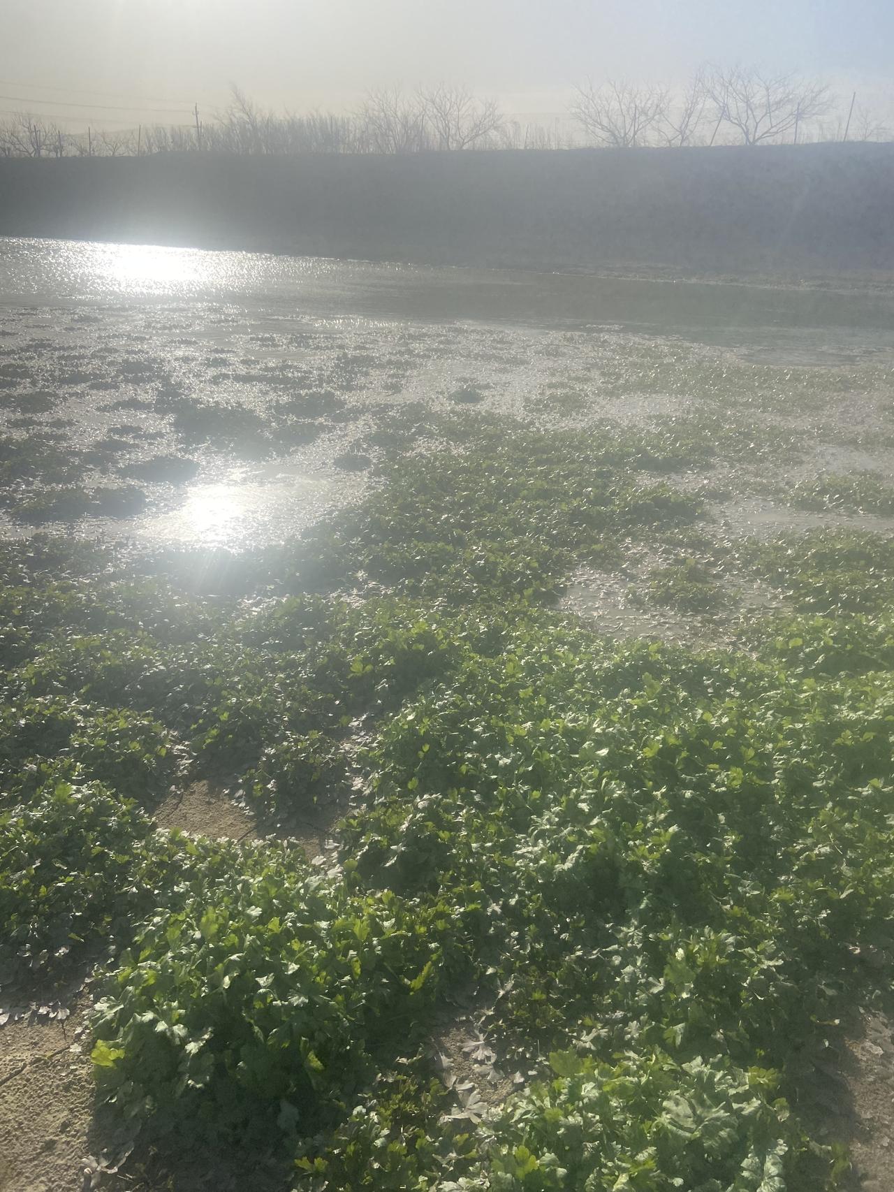 冰层下传来隐秘的流水声，为这些冬日精灵奏响摇篮曲。偶尔掠过的北风掀起它们羽状复叶