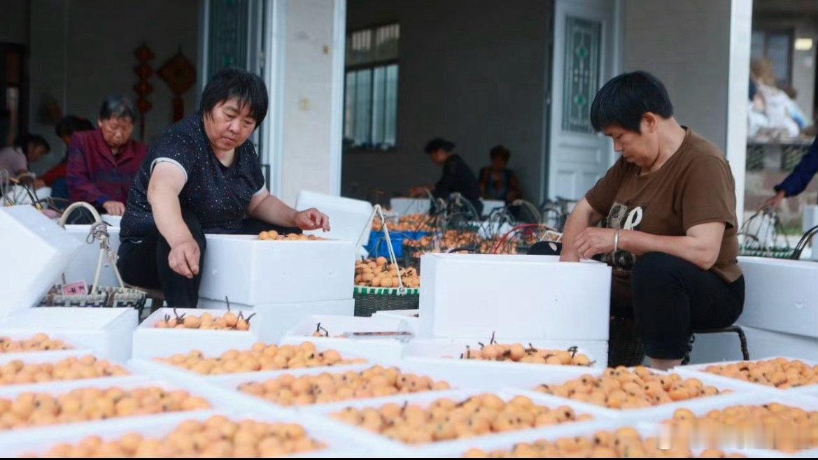 四村抱团闯市场临海枇杷变身致富金果冷链物流直达家门口，采摘、市集、直播齐上阵，新