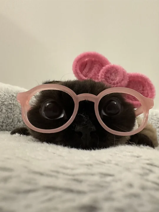 粉kitty扁头猫