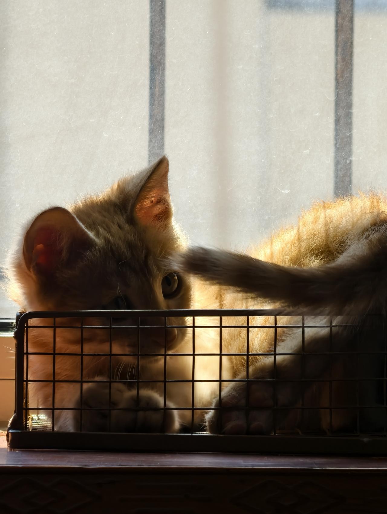 一张图证明你家小猫很可爱为什么小猫总喜欢追着自己的尾巴打转。