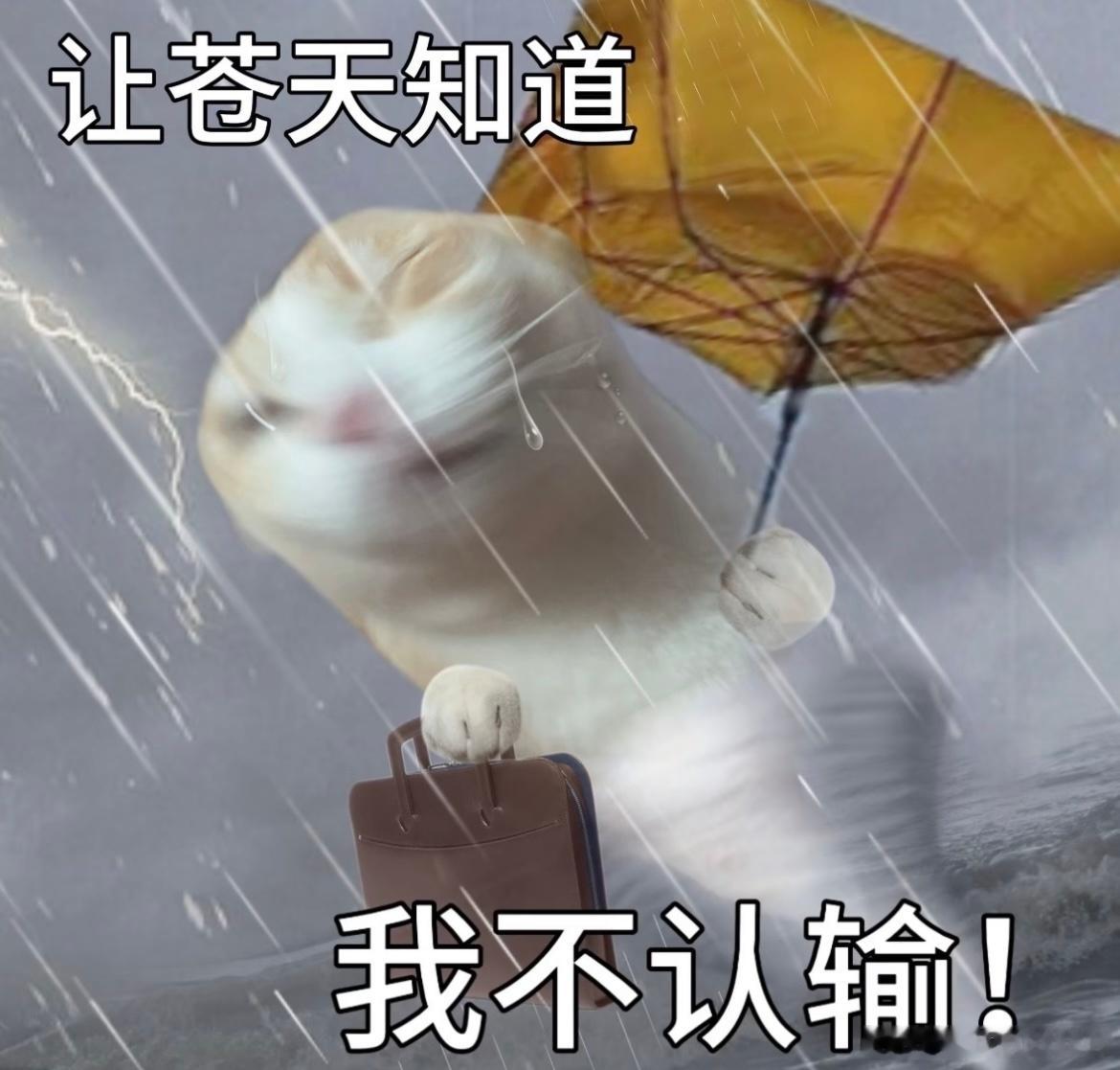 牛马风雨无阻上海暴雨 我它在隔壁 