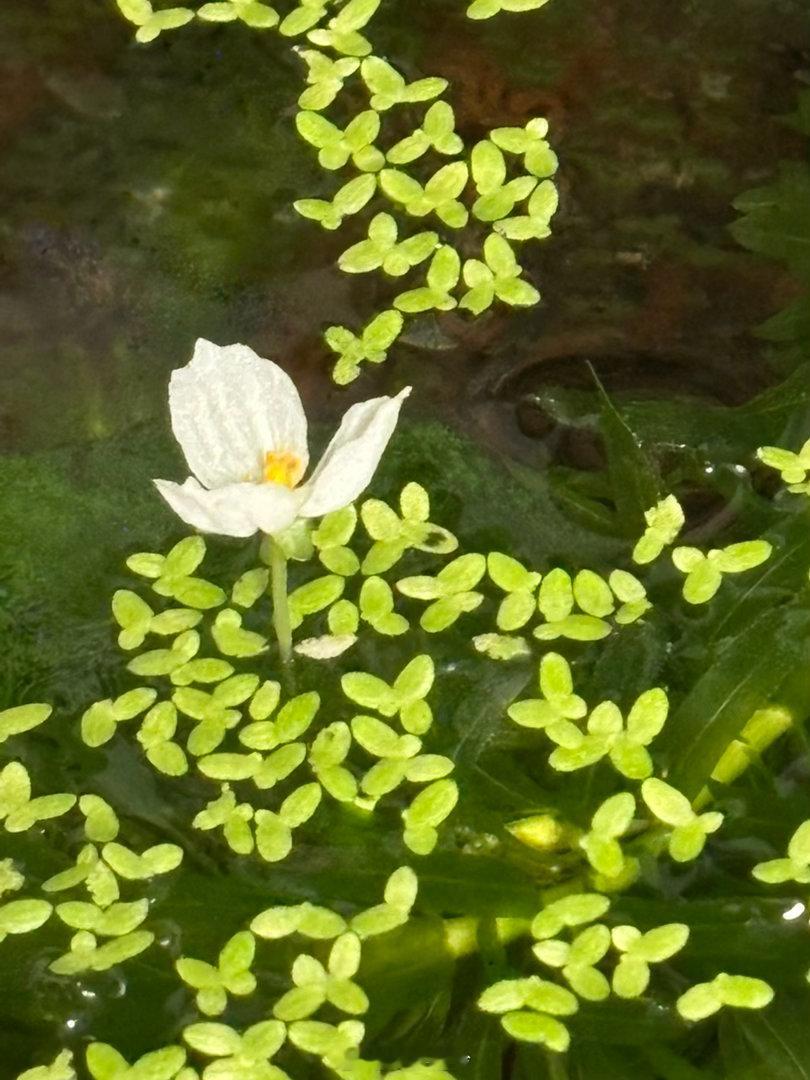 刚看了一眼鱼缸，蜈蚣草开花了，这玩意还会开花呢 