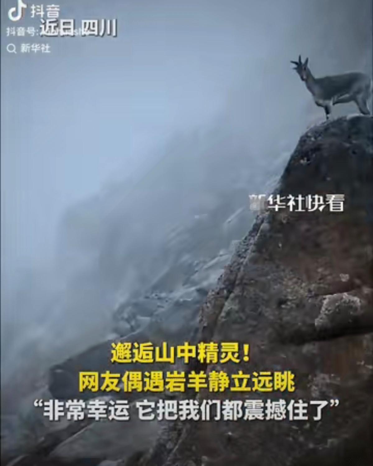 新华社都忍不住转发！
网友偶遇岩羊如山中精灵
莲宝叶则仙境再现

在四川莲宝叶则