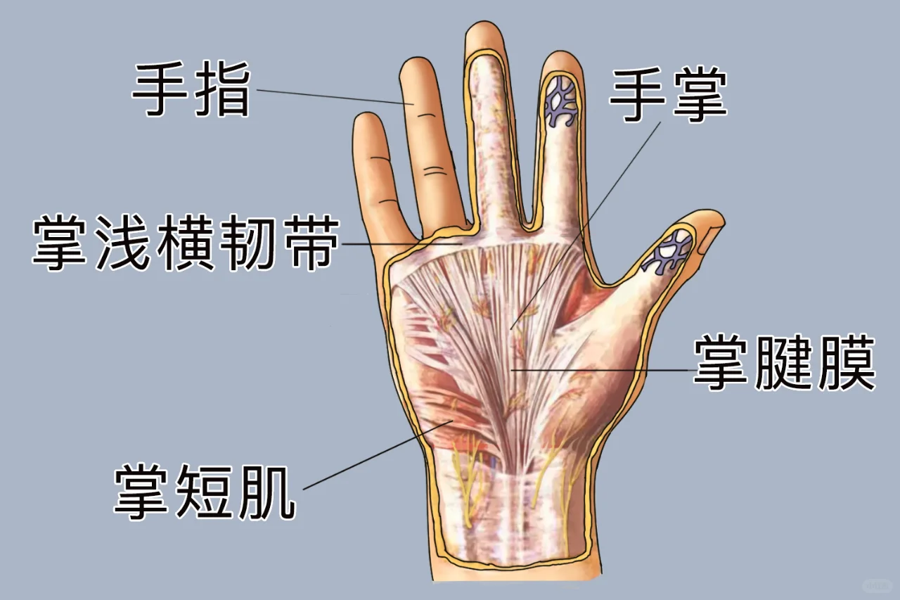 右手手部位置示意图