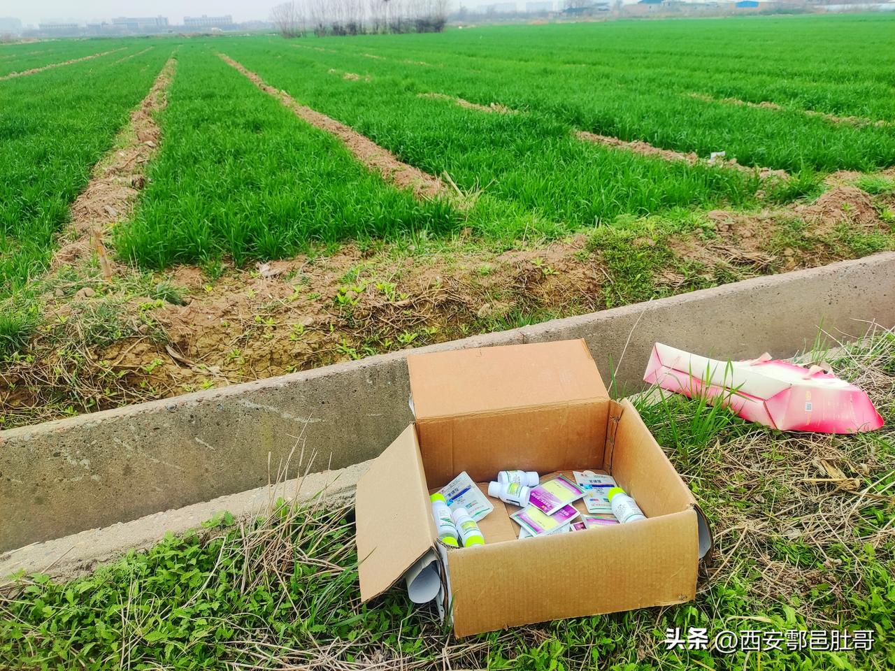 这大片麦田地头扔了这么多空农药瓶子和药袋！这都是些什么药？求高人指点！麦田地头的