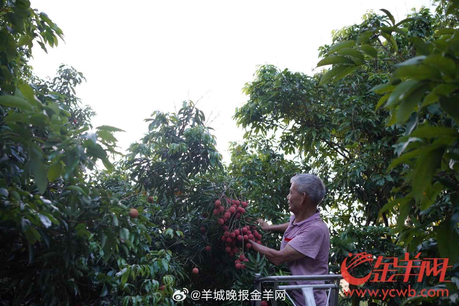 #咱们广东有荔量#【#听着粤剧剥荔枝# ……我在羊晚直播间被种草了#岭南夏天# 