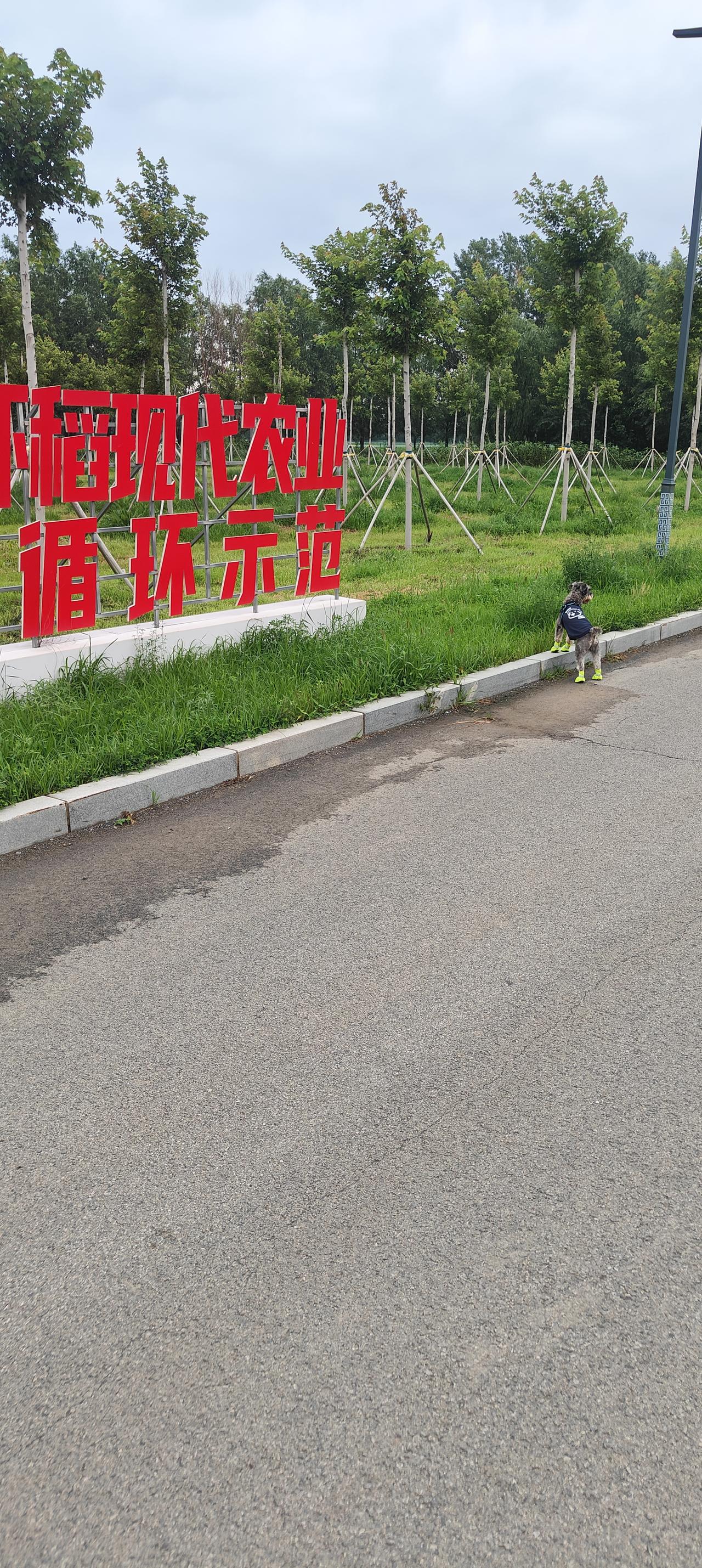 警觉性极高的雪纳瑞！