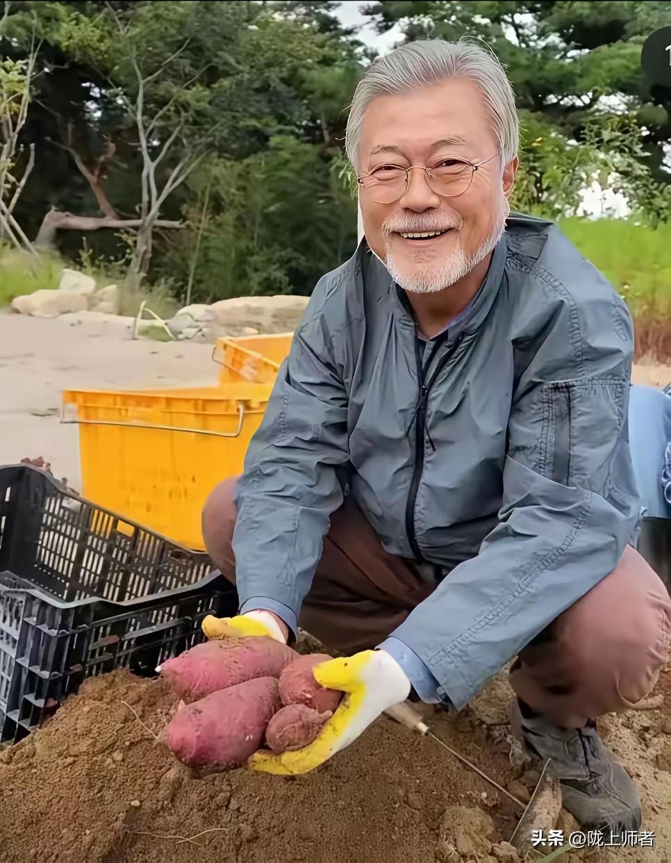 文在寅沉浸在红薯丰收的喜悦之中。卸任总统之后的文在寅本可以拿着每月1400万韩元