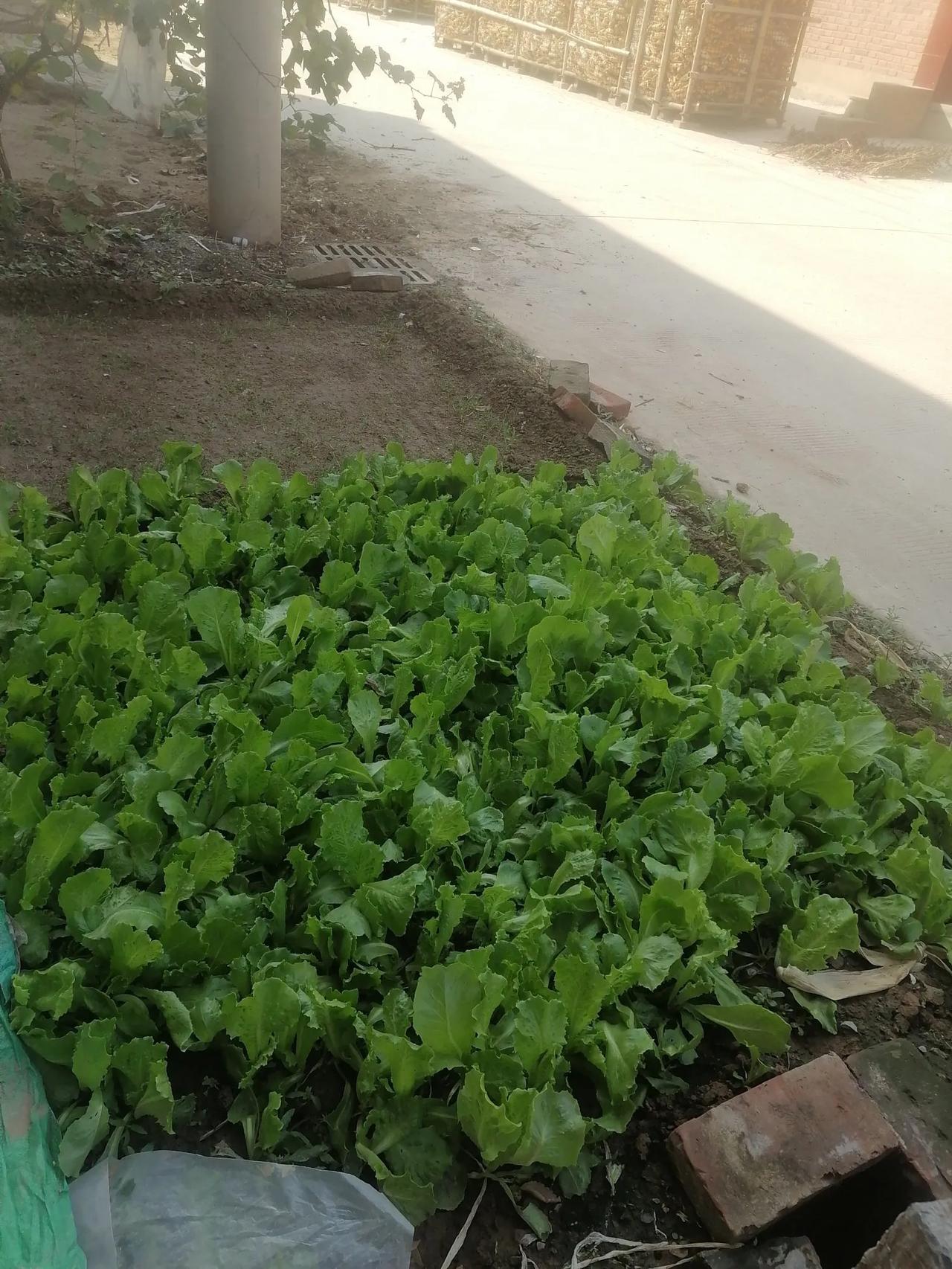 #分享你手机中的花花草草#