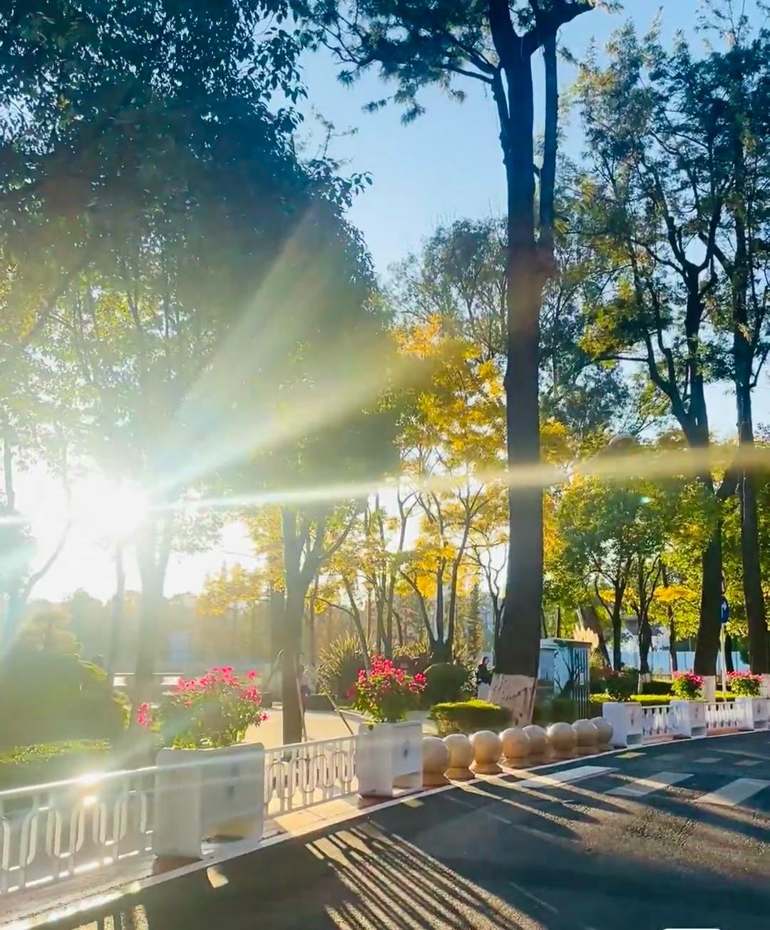 分享一张阳光下的树荫照片