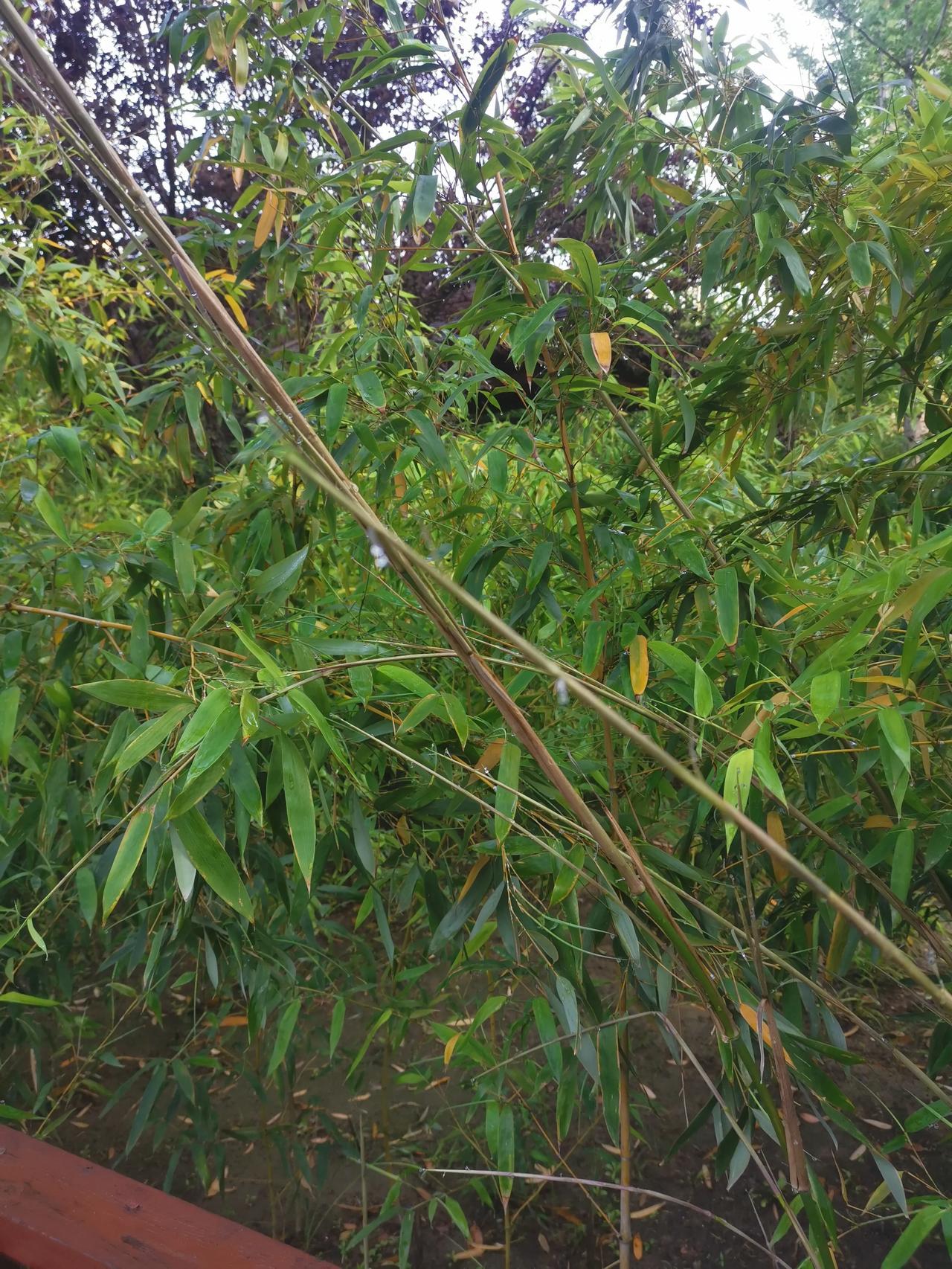 今天早上没雨，去看太极拳，还没到就听的很大的音乐，到了看到三个老太太在公园的凳子