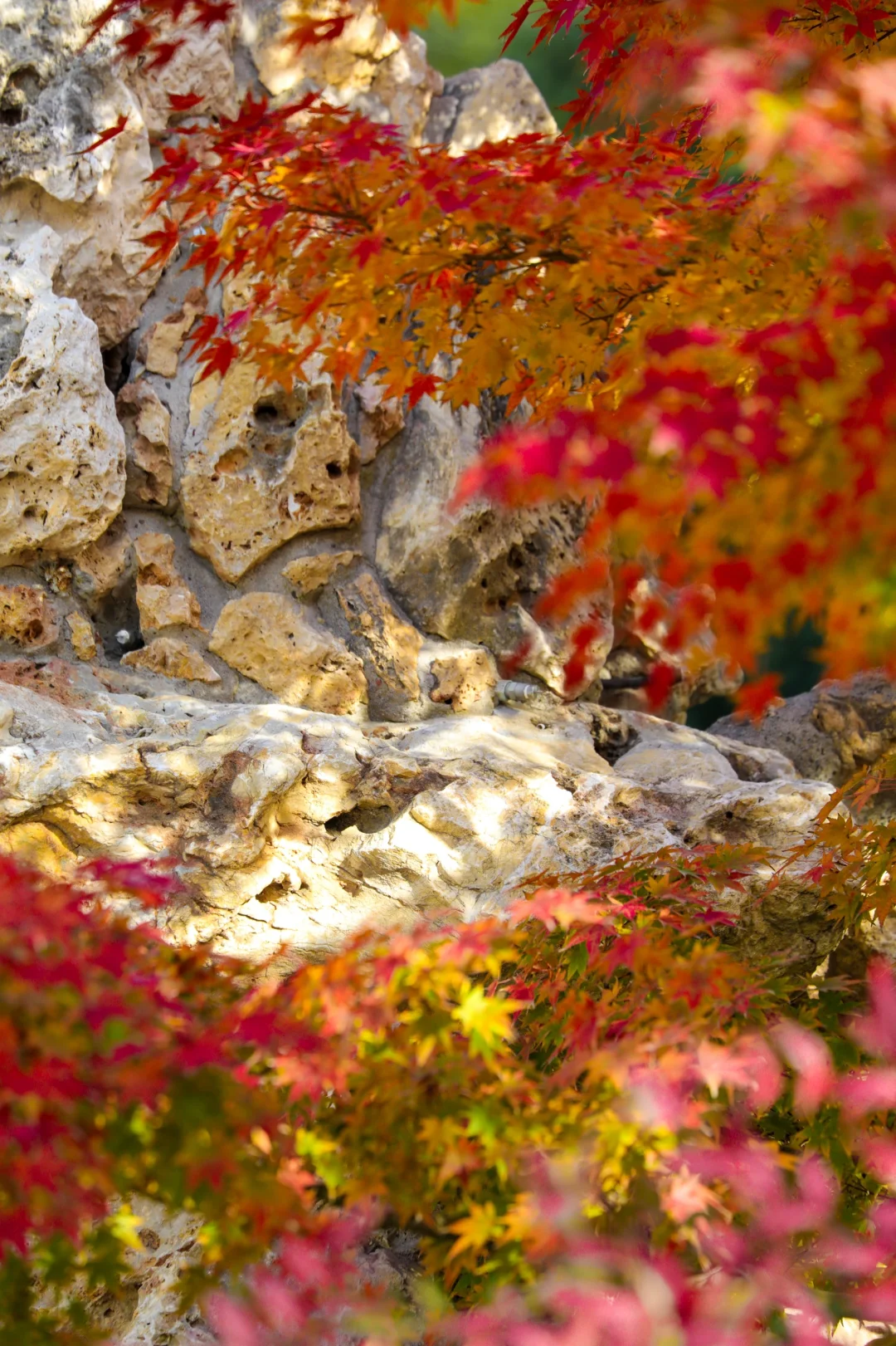 11.18📷紫竹院“神树”不神，但这些机位绝美