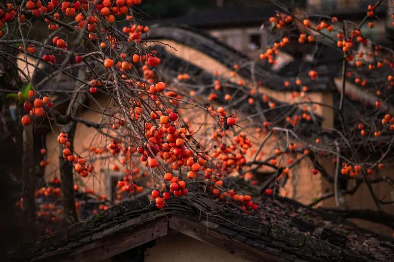 《岁岁年年柿柿红》故事发生地在哪儿？

陪着老妈看电视，CCTV-8正在播放电视